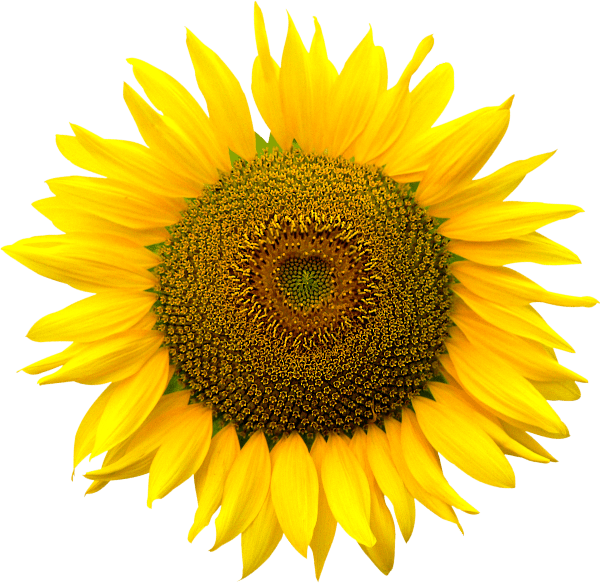 Stunning sunflower breaking out of frame